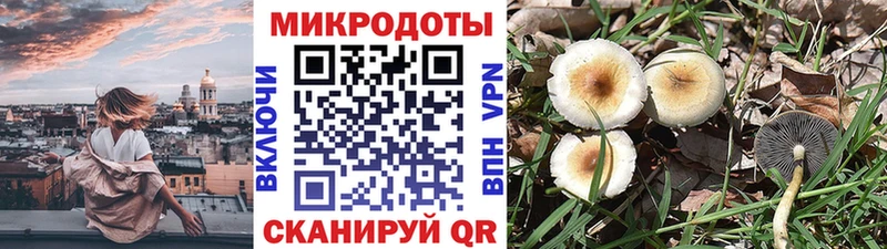 Псилоцибиновые грибы Psilocybine cubensis  Севастополь 